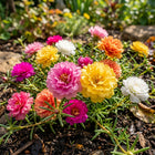 Mixed Double Portulaca Seeds - 500 Seeds