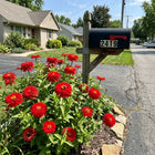 Cactus Red Zinnia Seeds - 100 Seeds