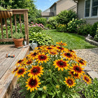 Bicolor Gold Black Eyed Susan Seeds - 300 Seeds