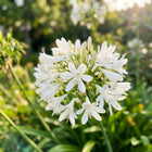 White Giant African Lily Seeds - 50 Seeds