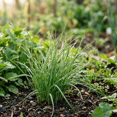 Collection image for: Chive Seeds