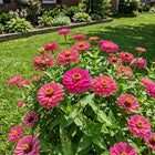 Pink Zinnia Seeds - 100 Seeds