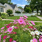 Rose Cosmos Seeds - 100 Seeds