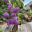 Purple Crape Myrtle Seeds - 100 Seeds
