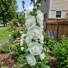 Double White Hollyhock Seeds - 100 Seeds