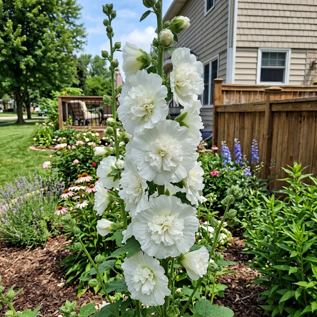 Beautiful 100 Hollyhock Flower Seeds, Double White - Vibrant Floral Display, Easy to Grow, Stunning Yard Decor
