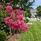 Pink Crape Myrtle Seeds - 100 Seeds