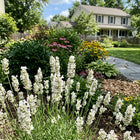 White Lavender Seeds - 1,200 Seeds