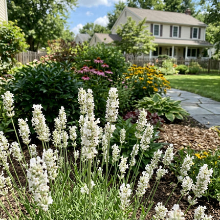 Elegant 1200 Lavender Flower Seeds, White - Cut Flower Arrangements, Outdoor Patio Decor, for Garden Borders