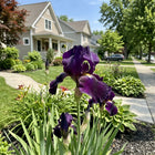 Black Iris Seeds - 50 Seeds