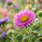 Heirloom Pink Aster Seeds - 50 Seeds