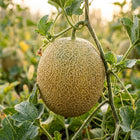 Xinjiang Hami Melon Seeds - 25 Seeds