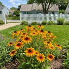 Rust Black Eyed Susan Seeds - 300 Seeds