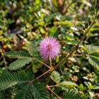 Purple Sensitive Plant Seeds - 100 Seeds