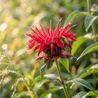 Red Bee Balm Seeds - 1,000 Seeds