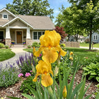 Bearded Yellow Iris Seeds - 50 Seeds