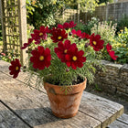 Red Cosmos Seeds - 100 Seeds