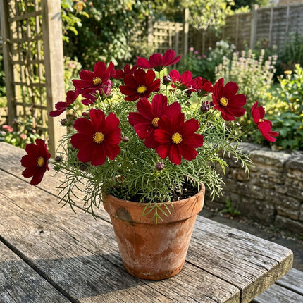 100 Red Cosmos Seeds for Planting - Premium Heirloom Red Cosmos Seeds for Home Garden Blooms