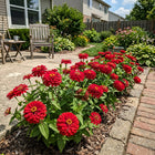 Dahlia Red Zinnia Seeds - 100 Seeds