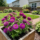 Magenta Zinnia Seeds - 100 Seeds