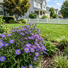 Dwarf Blue Aster Seeds - 50 Seeds