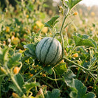 Charentais Melon Seeds - 25 Seeds