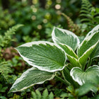 Variegated Hosta Seeds - 50 Seeds