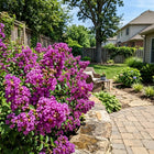 Giant Purple Crape Myrtle Seeds - 100 Seeds