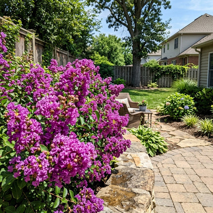 100 Count Giant Purple Crape Myrtle Seeds - Beginner Friendly Planting, Easy to Grow, Vibrant Floral Display