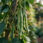 Pole Green Beans Seeds - 30 Seeds