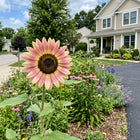 Heirloom Strawberry Blonde Sunflower Seeds - 100 Seeds