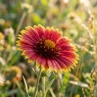 Red Gaillardia Seeds - 100 Seeds
