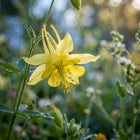 Yellow Columbine Seeds - 350 Seeds