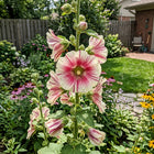 Striped Hollyhock Seeds - 100 Seeds
