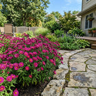 Magenta Aster Seeds - 50 Seeds