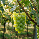 Shine Muscat Green Grape Seeds - 30 Seeds