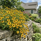 Dwarf Gold Black Eyed Susan Seeds - 300 Seeds