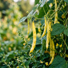Yellow Wax Beans Seeds - 50 Seeds