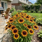 Striped Gold Black Eyed Susan Seeds - 300 Seeds
