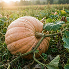 Giant Atlantic Pumpkin Seeds - 15 Seeds