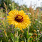 Yellow Gaillardia Seeds - 100 Seeds