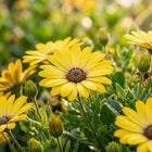 Bright Yellow South African Marigold Seeds - 50 Seeds