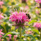 Pink Bee Balm Seeds - 1,000 Seeds