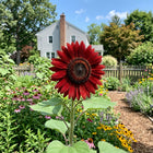 Red Sunflower Seeds - 100 Seeds