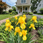 Drought-Tolerant Dutch Yellow Iris Seeds - 50 Seeds
