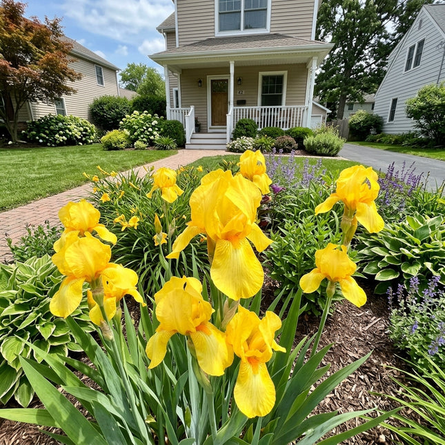 50 Dutch Yellow Iris Seeds Nature Inspired Landscape - Beginner Friendly Planting, Drought Tolerant
