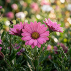 Soft Pink South African Marigold Seeds - 50 Seeds
