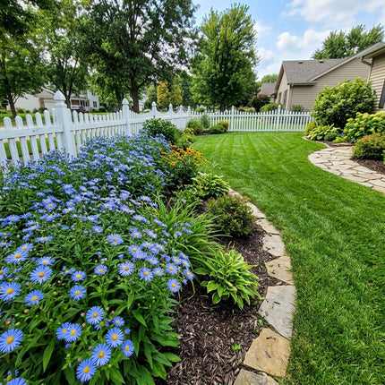 50 Count Blue Aster Seeds - Beginner Friendly Planting, for Planting, Beautiful Perennial Flowers