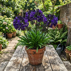 Dark Purple African Lily Seeds - 35 Seeds