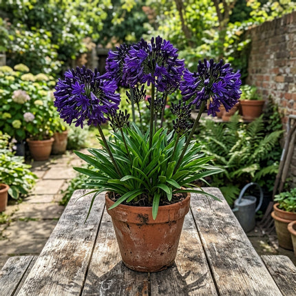 35 Dark Purple African Lily Seeds for Planting - Premium Heirloom Dark Purple African Lily Seeds for Home Garden